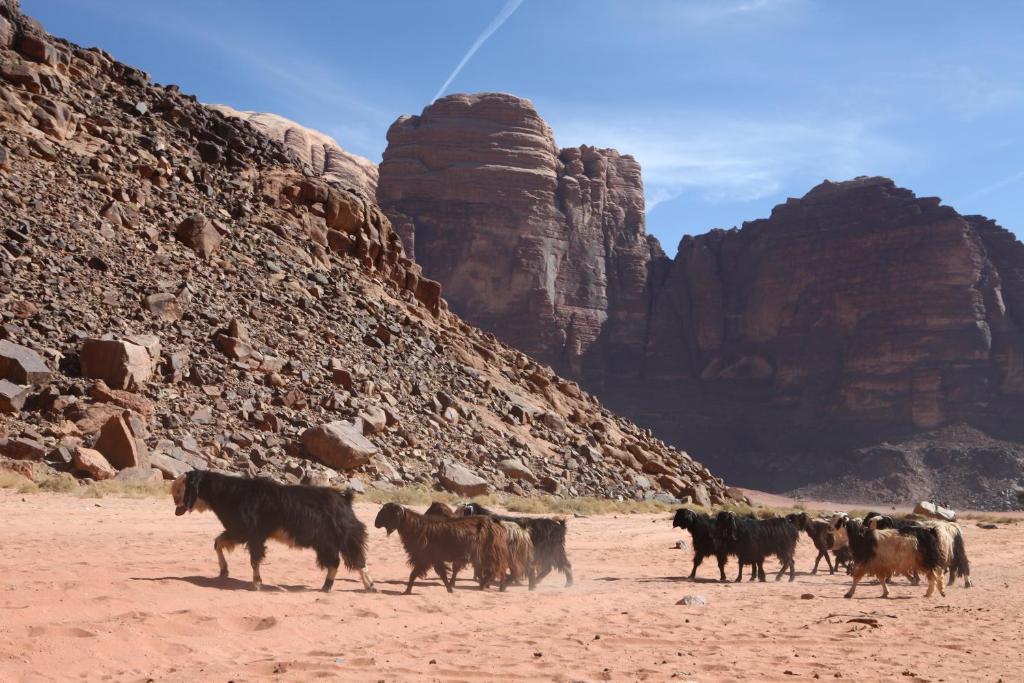 Bedouin Expedition Ουάντι Ραμ Εξωτερικό φωτογραφία
