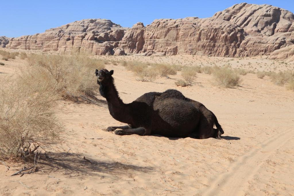 Bedouin Expedition Ουάντι Ραμ Εξωτερικό φωτογραφία